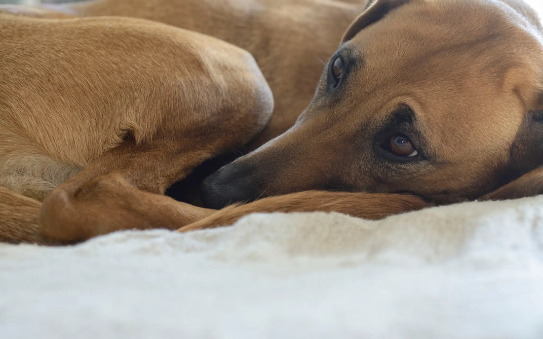 Dogs in heat