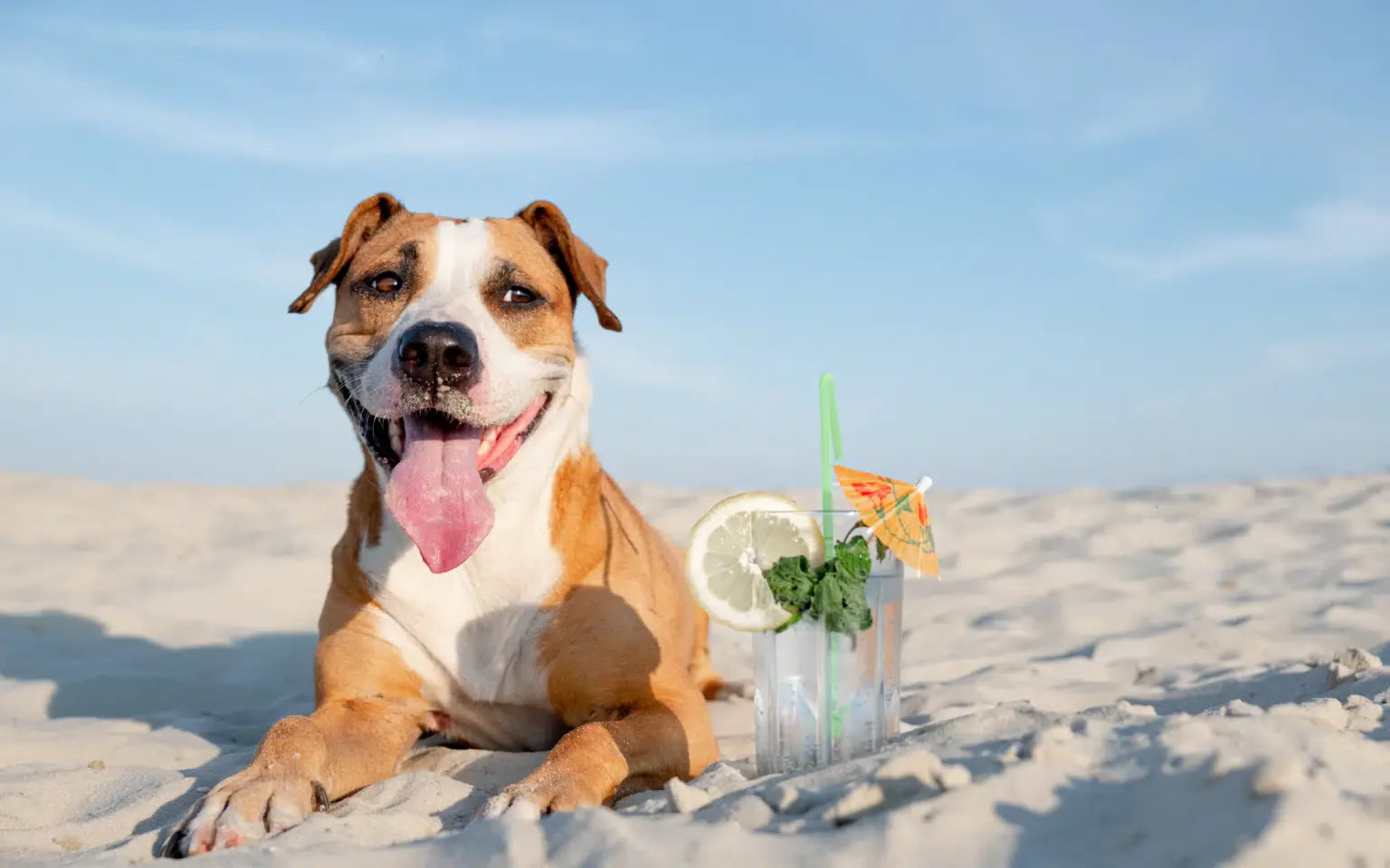Taking Care of Dogs in Hot Weather