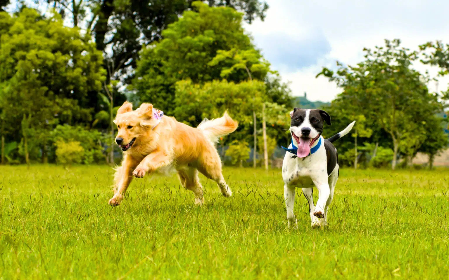 The Vital Role of Regular Exercise for Dogs