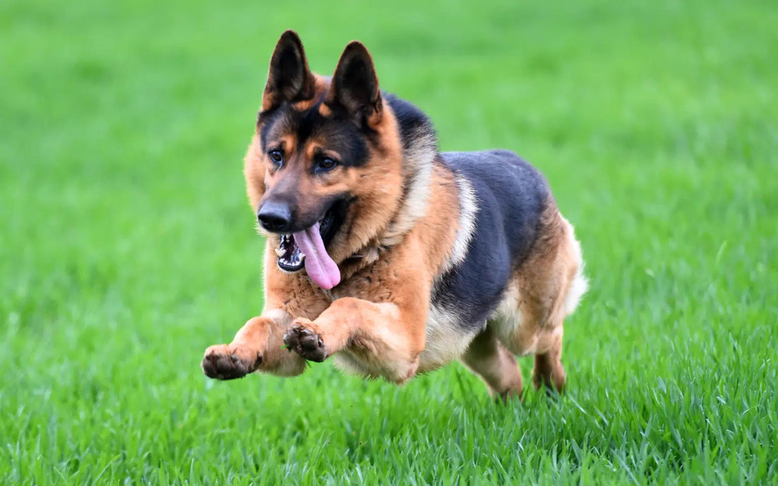 17 Dog Breeds That Suit an Active Lifestyle