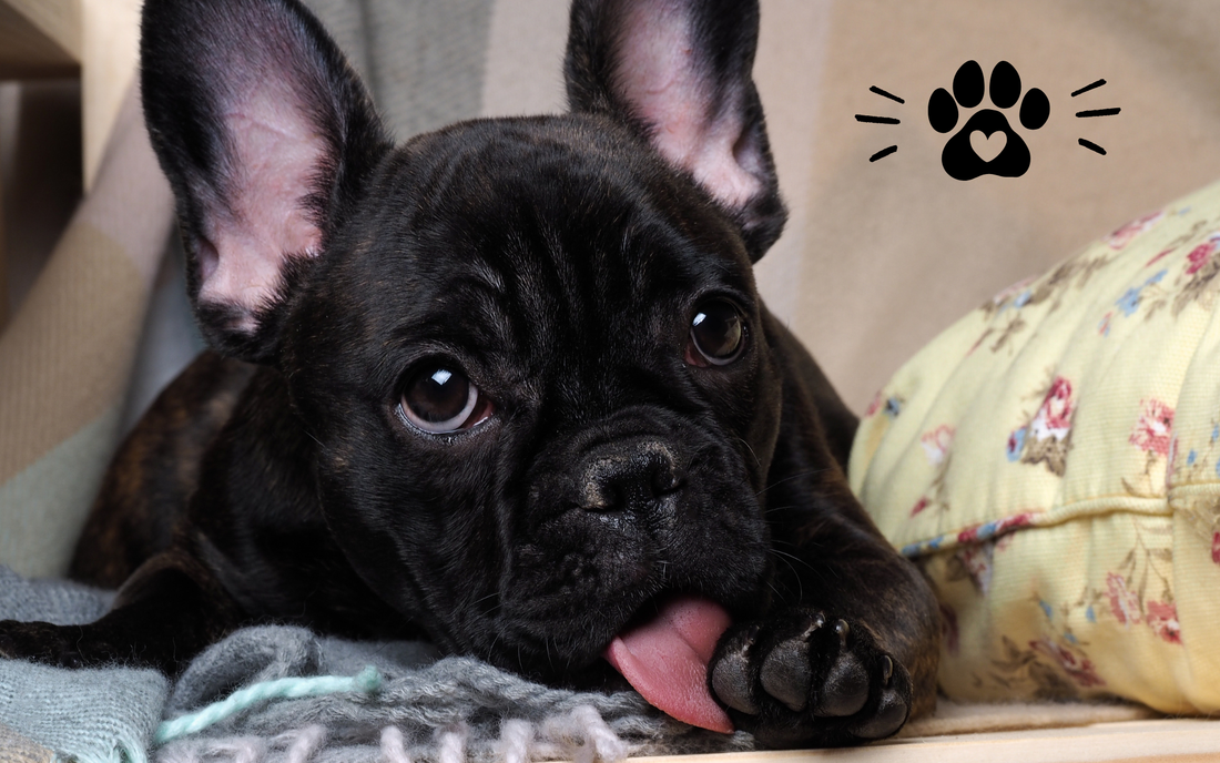 The Link Between Gut Health Issues and Paw Chewing in Dogs