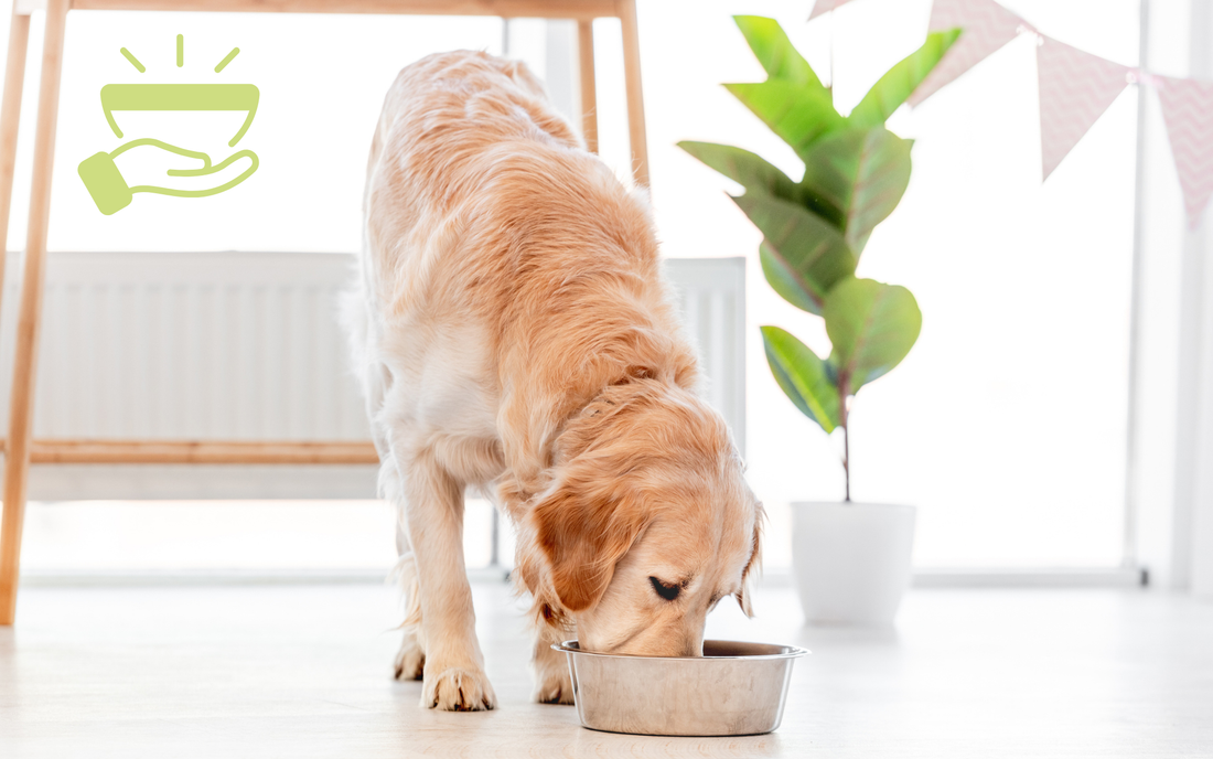 The Difference Between Hunger, Appetite, and Food Motivation in Dogs