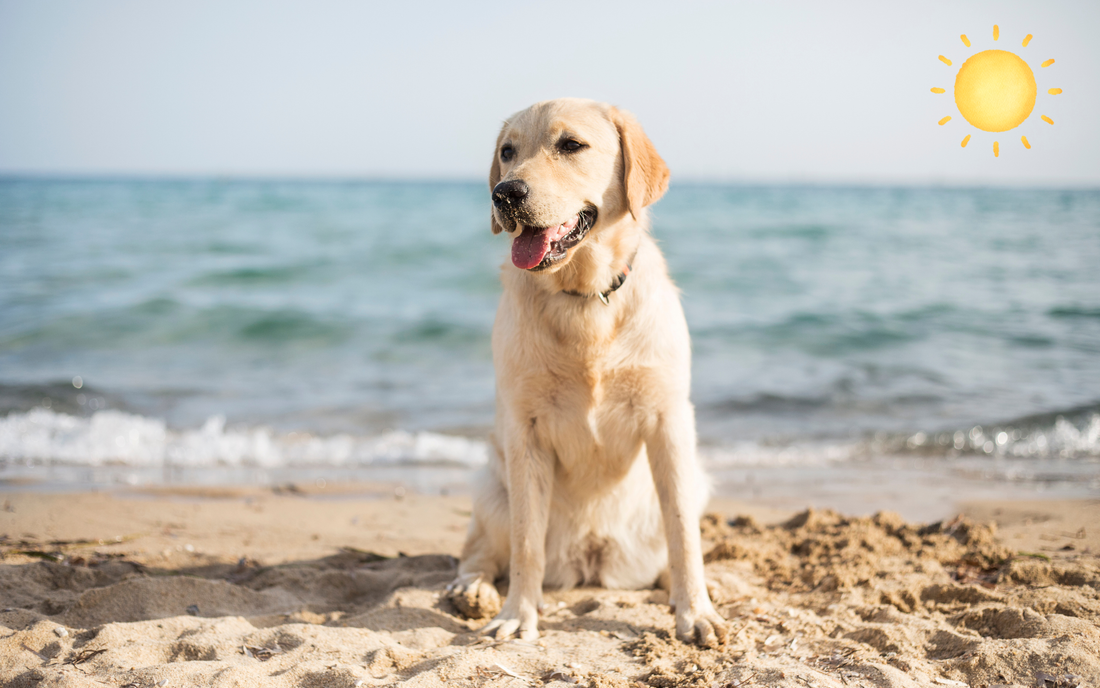 Helping Your Dog Stay Safe and Happy in Hot Weather