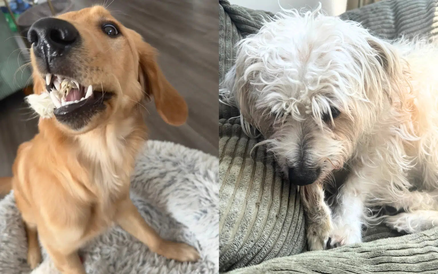 Food Allergies in Dogs: What are Hypoallergenic Dog Treats?