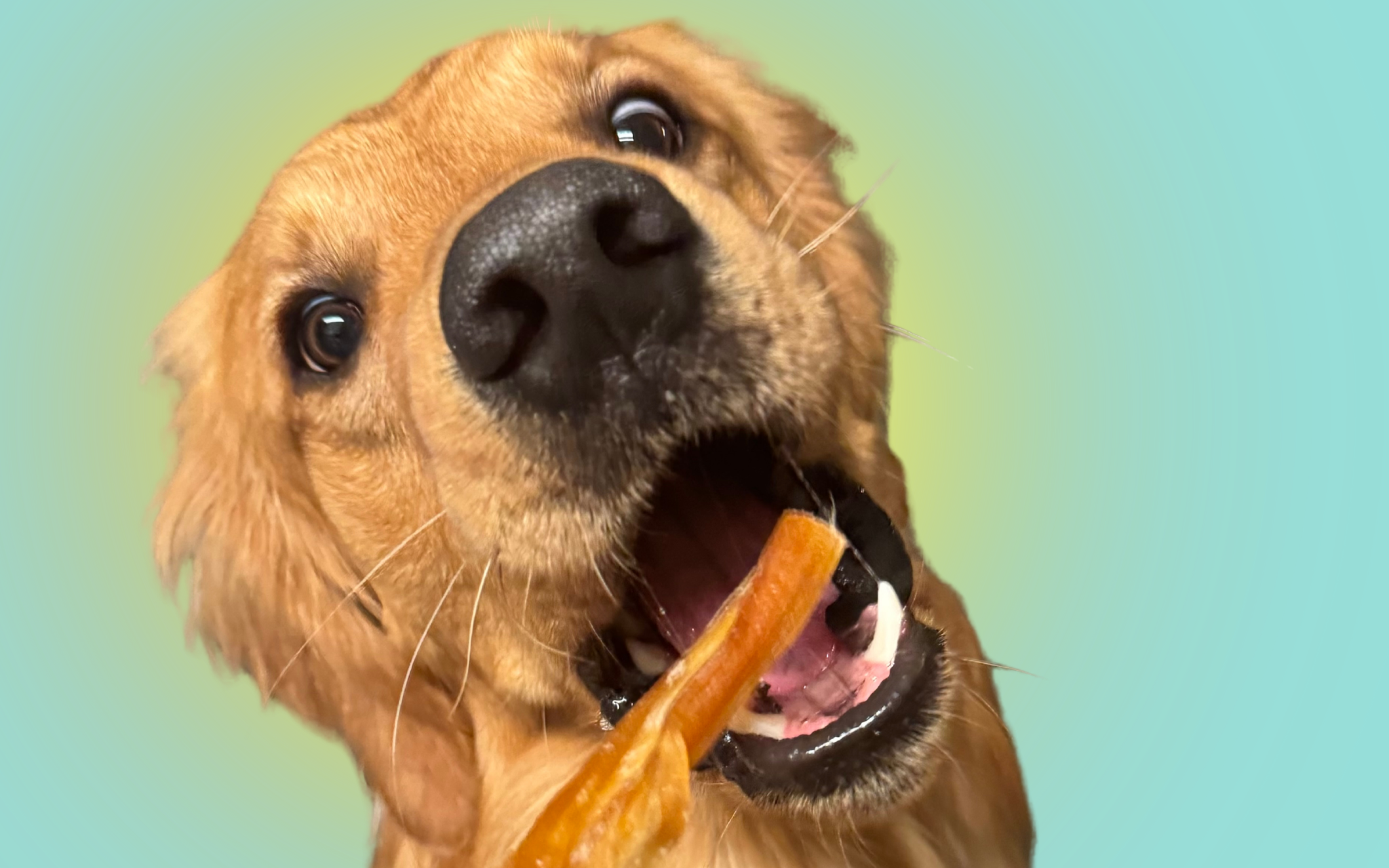 5 Jaw-Strengthening Beef Chews for Dogs