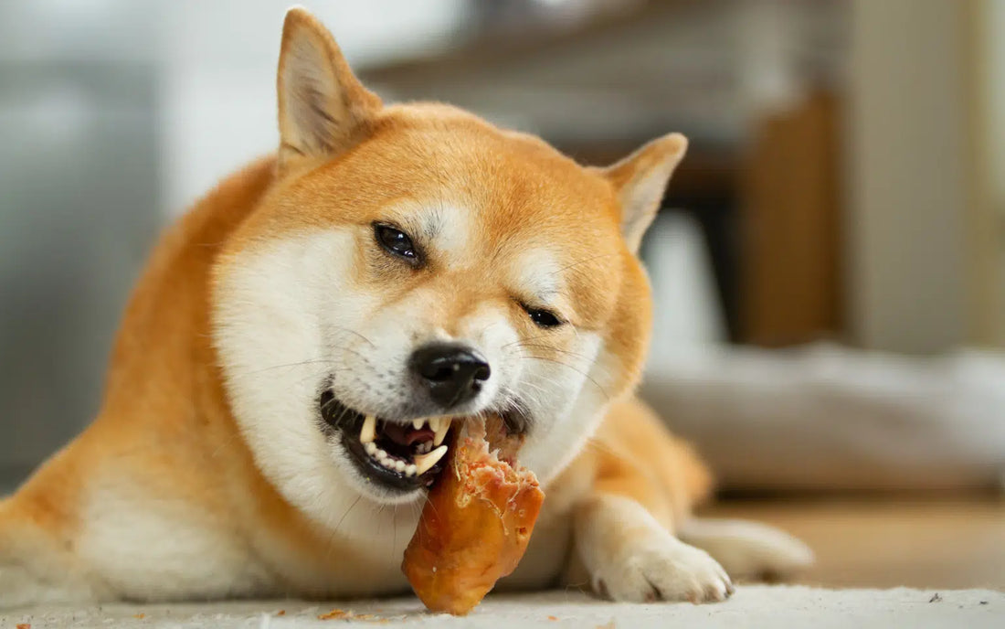 7 Long-Lasting Chews That Will Keep Your Dog Busy (Part 1)