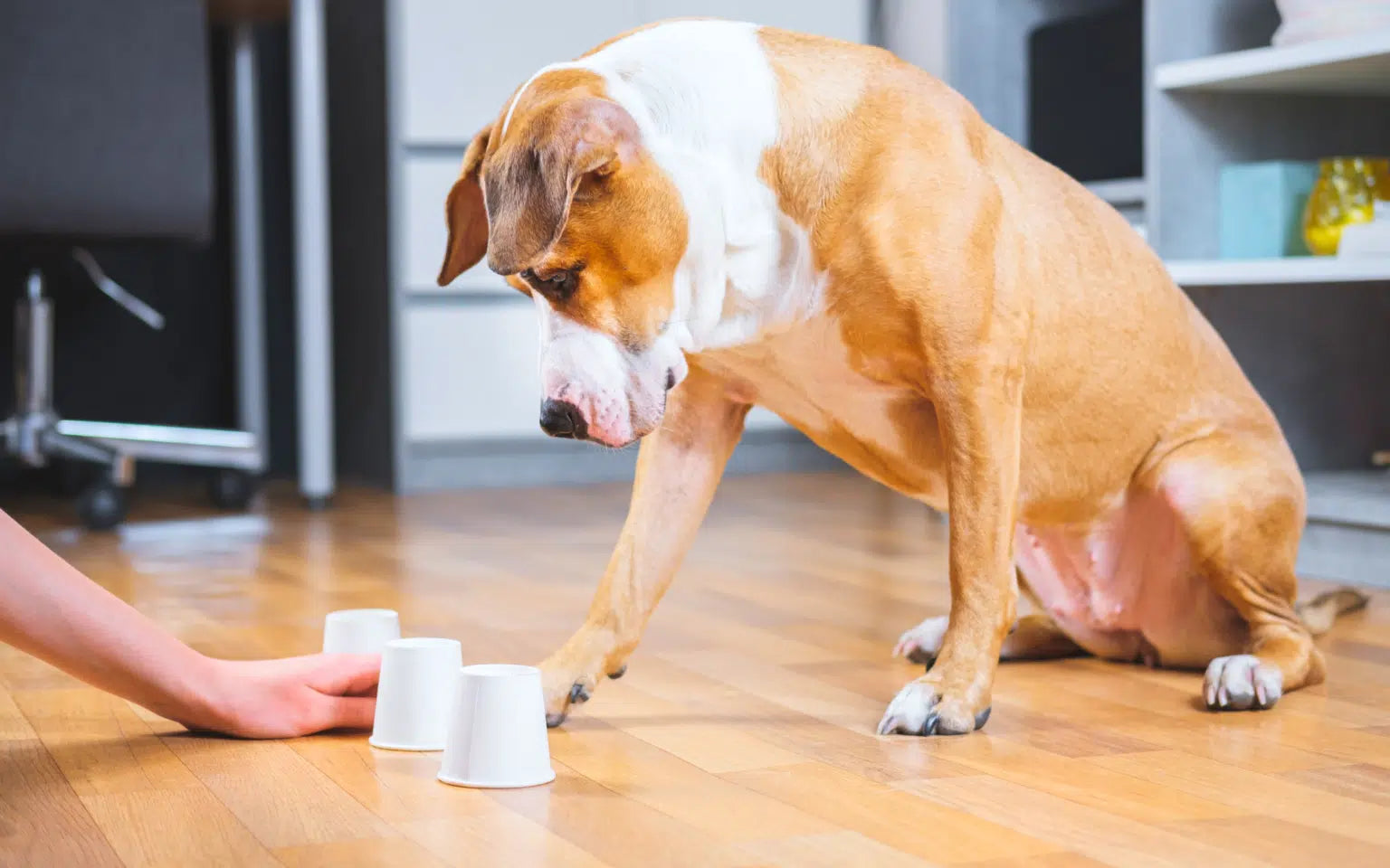 6 Ways to Provide Your Dog with Mental Stimulation