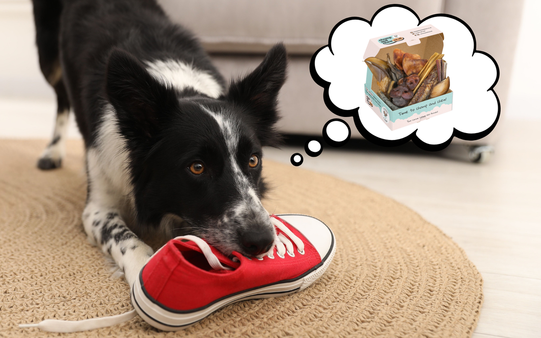 4 Signs Your Dog Needs More to Chew