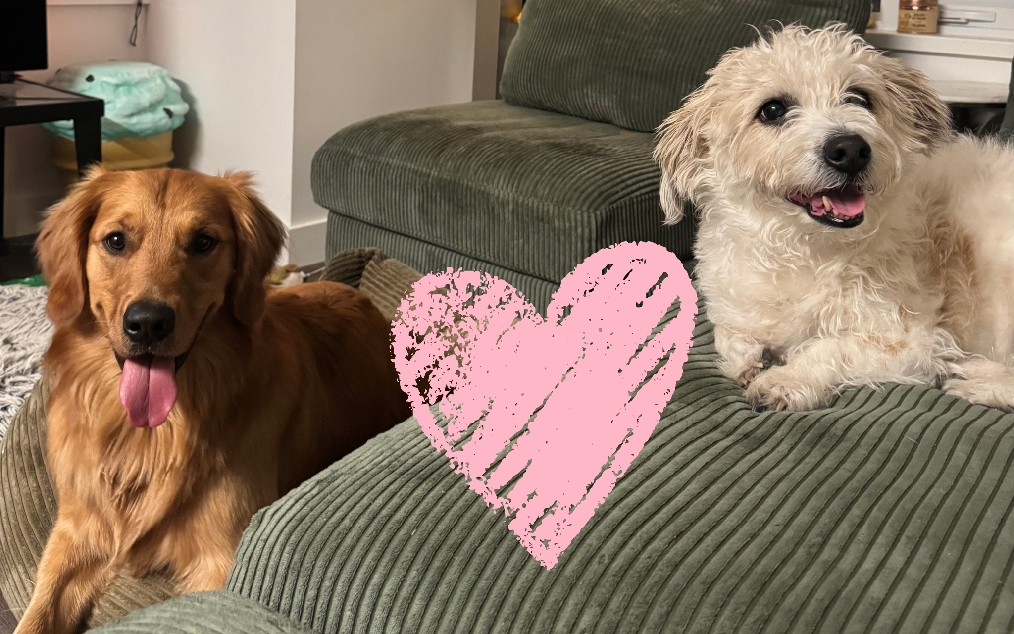 How to Keep the Peace in a Multi-Dog Household - Chomp & Chew