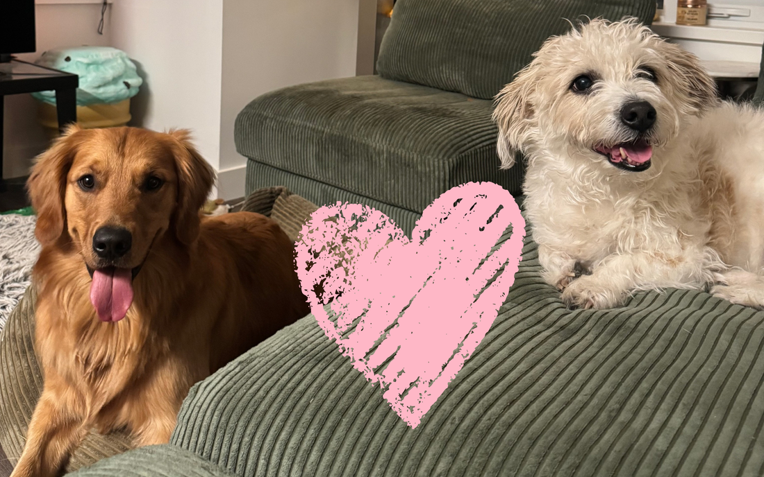 How to Keep the Peace in a Multi-Dog Household