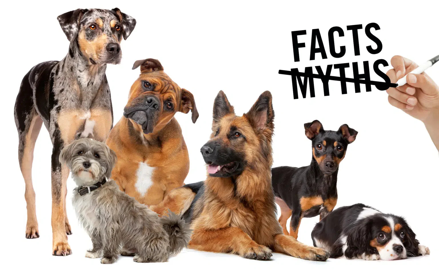 6 Myths About Dogs: Busted