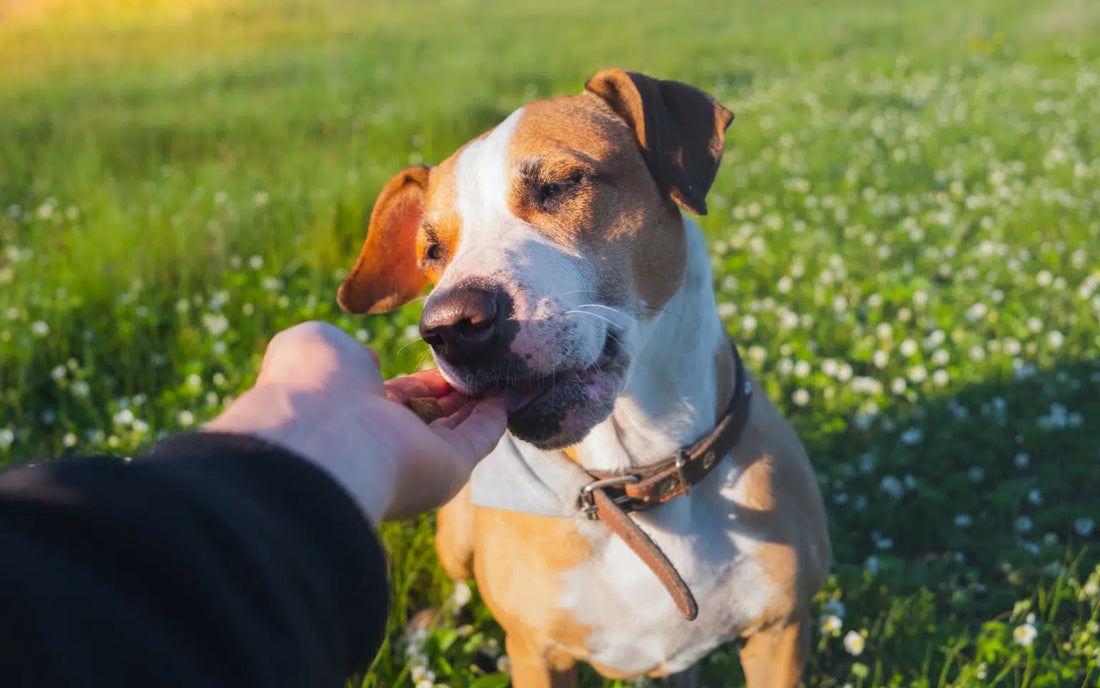 Natural vs Artificial Ingredients in Dog Treats & Chews