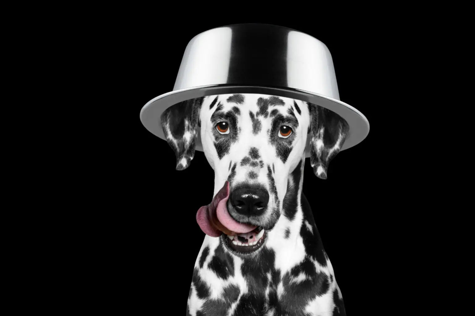 Nutrition for Dogs