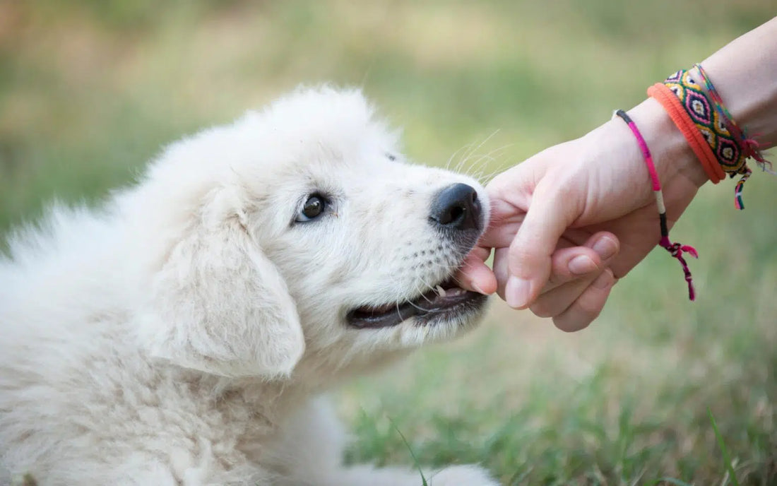 How to Stop a Puppy Biting