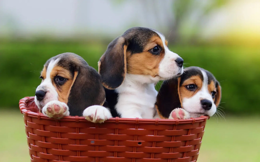 Getting a Puppy: The Ultimate Guide for First Time Dog Owners