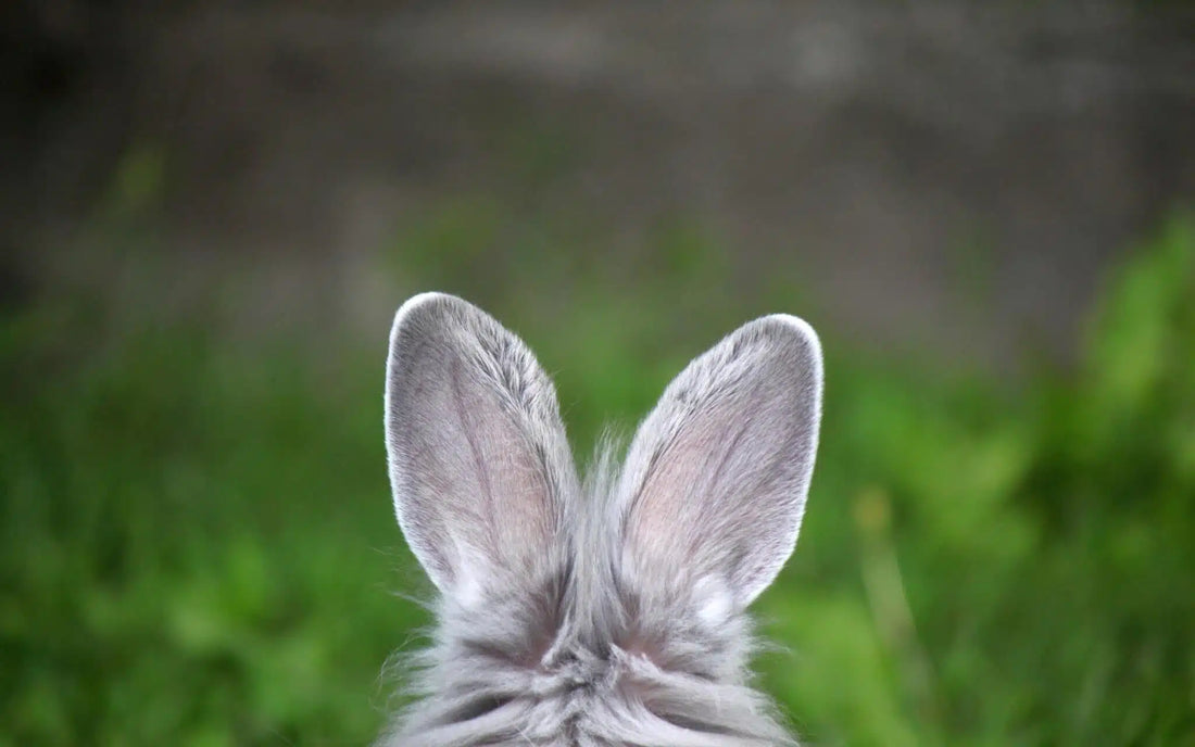 Rabbit Ears for Dogs