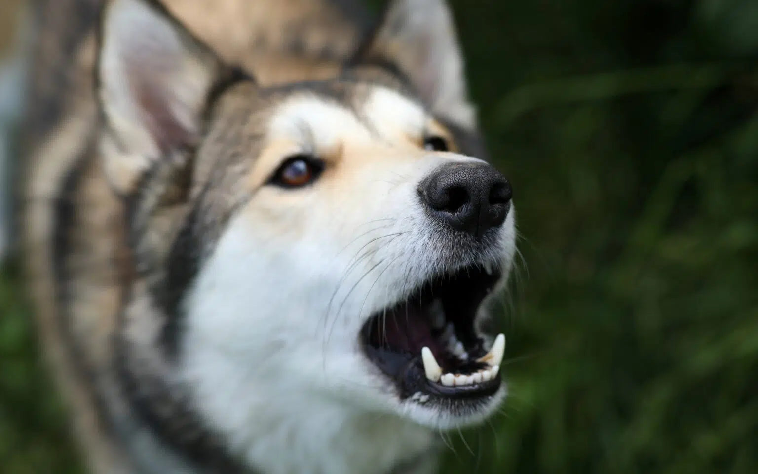 Reactive Dogs