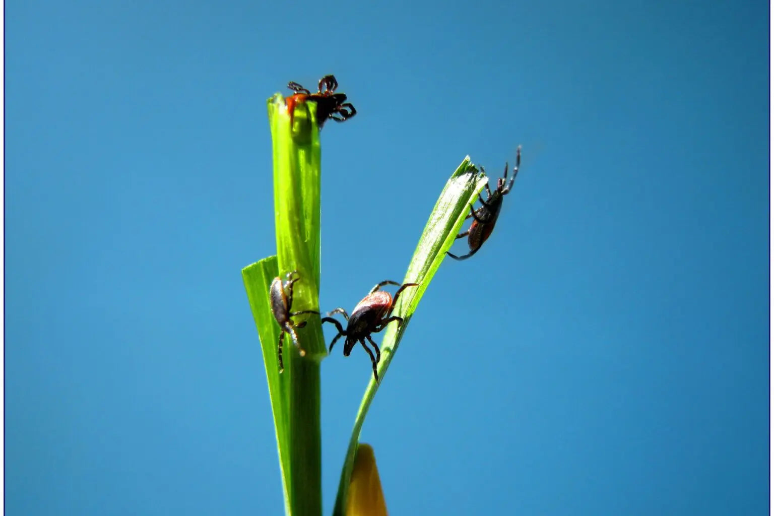 Removing Ticks from Dogs