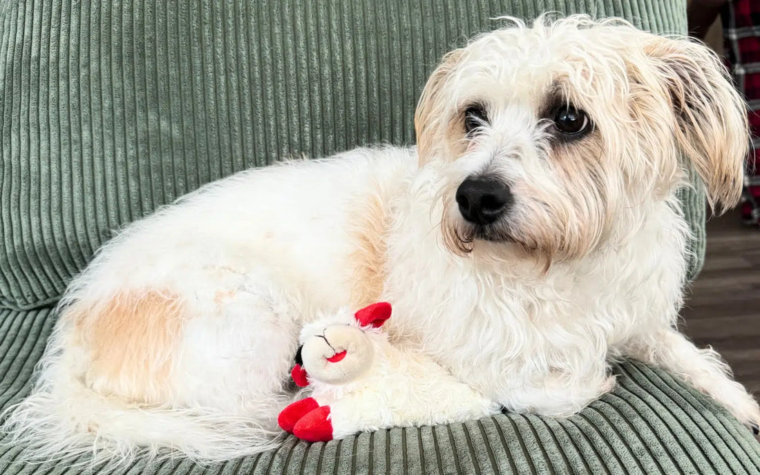 Senior Dog Care: Key Factors to Consider