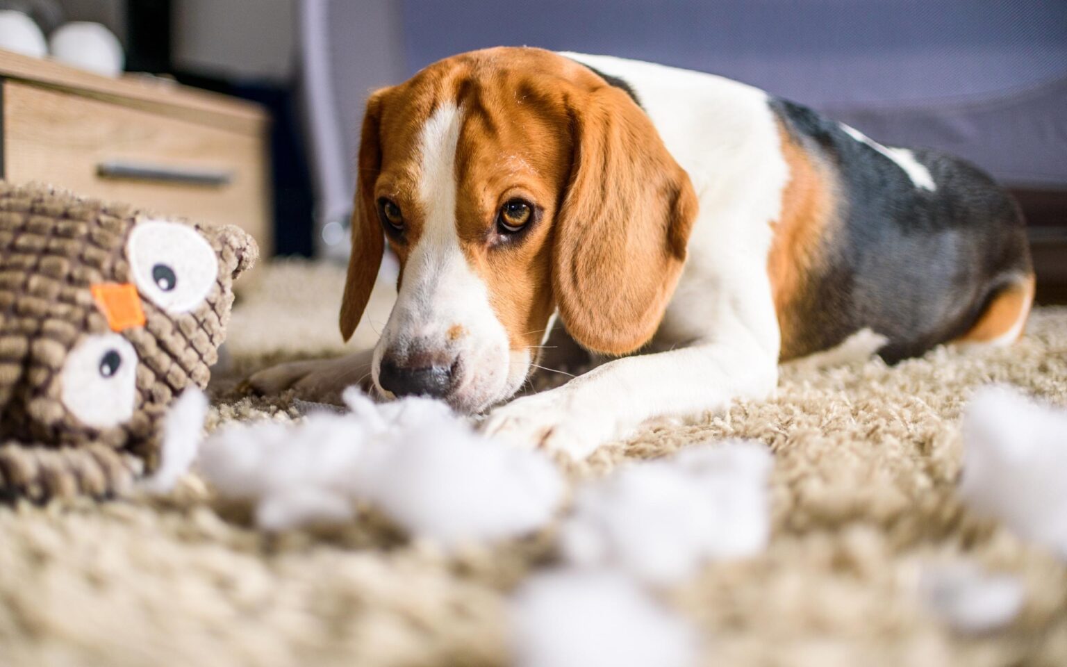 Separation Anxiety in Dogs