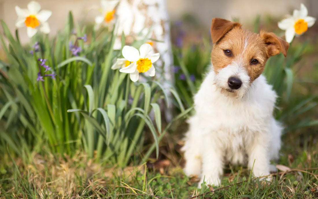 12 Spring Hazards for Dogs
