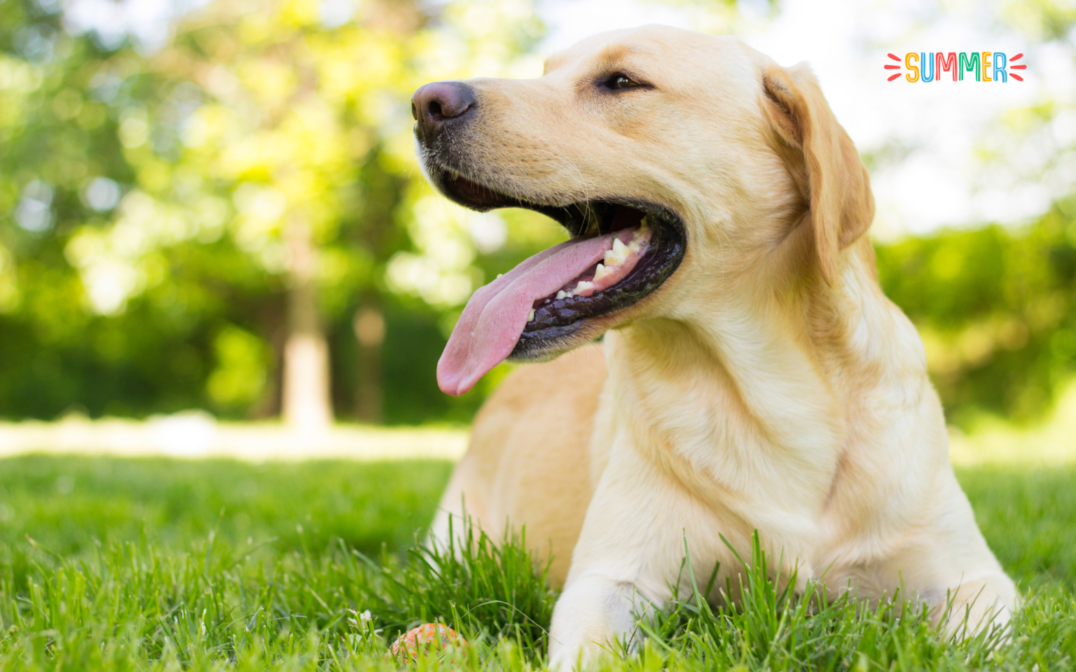 12 Summer Hazards for Dogs