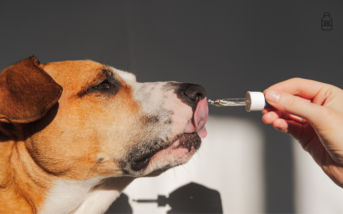 Supplements for Dogs