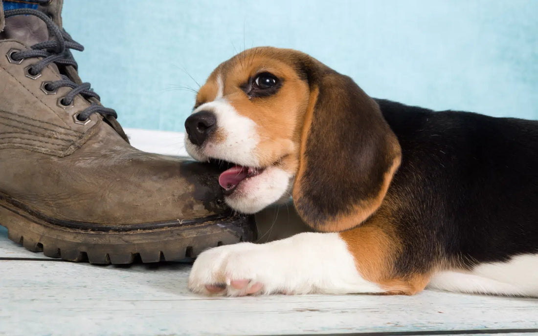 Teething Puppy Tips