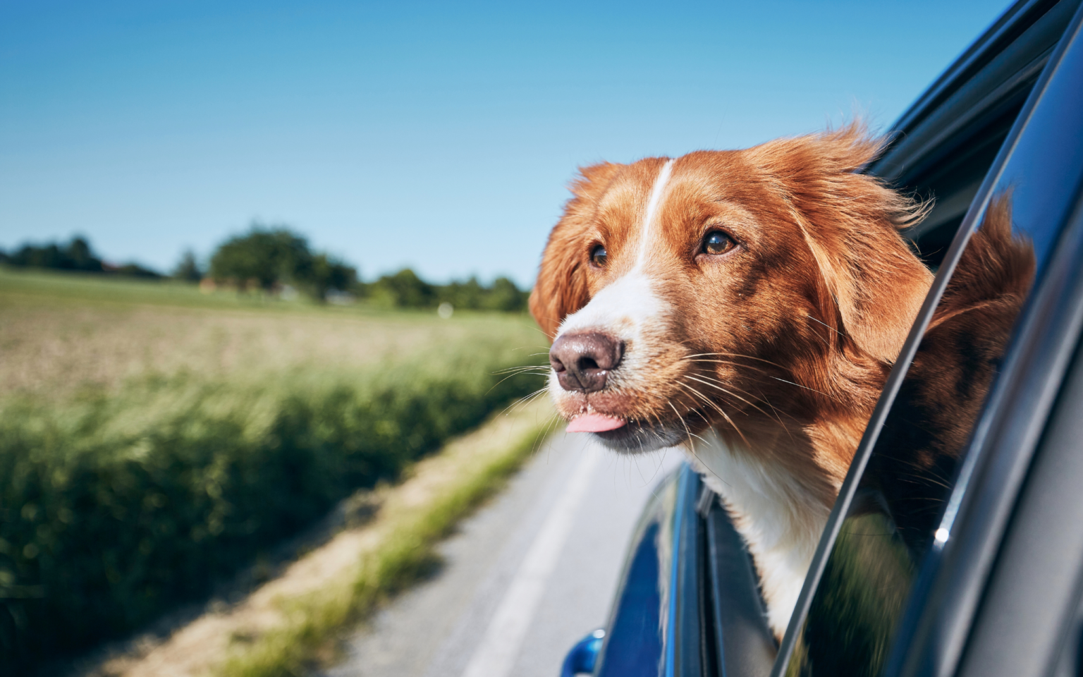 Travelling with Dogs