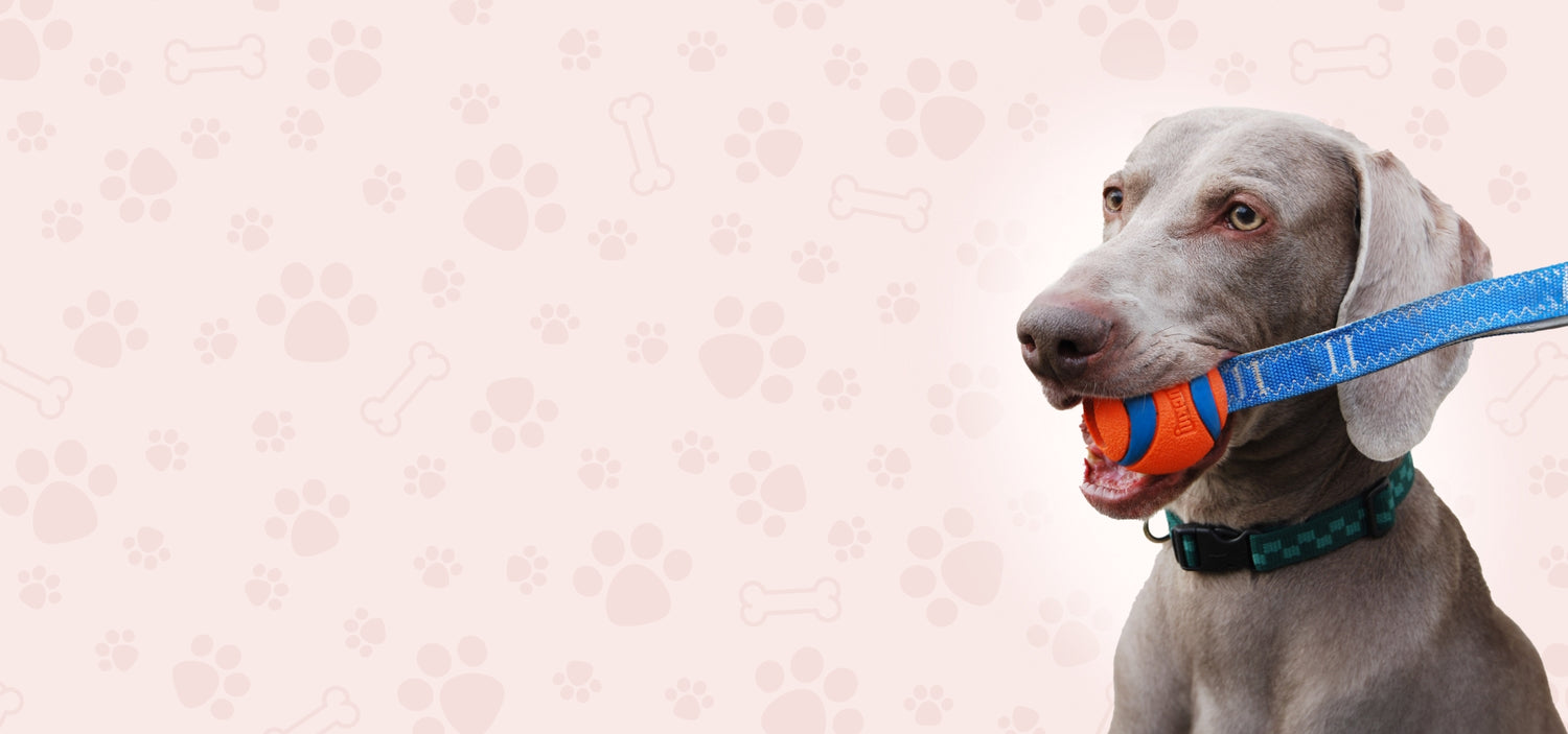 chompchew