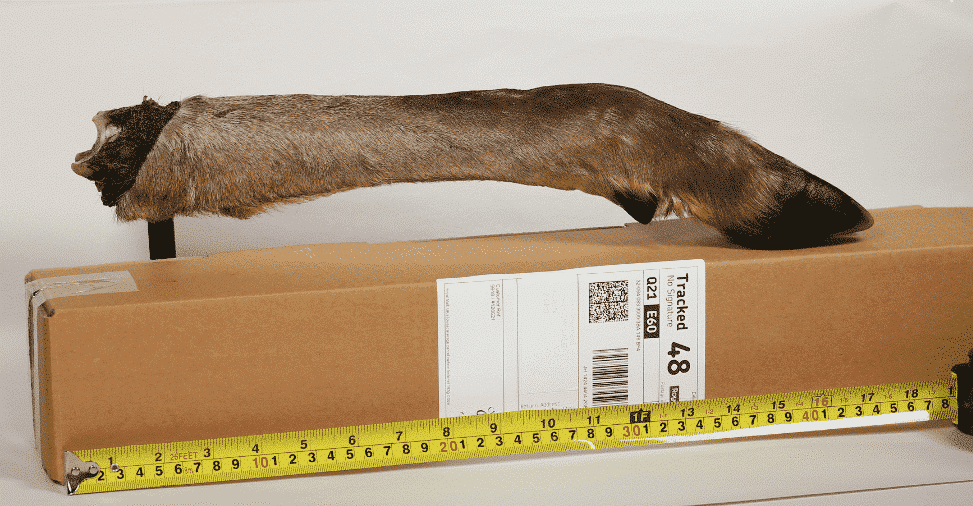 Deer leg with fur LARGE