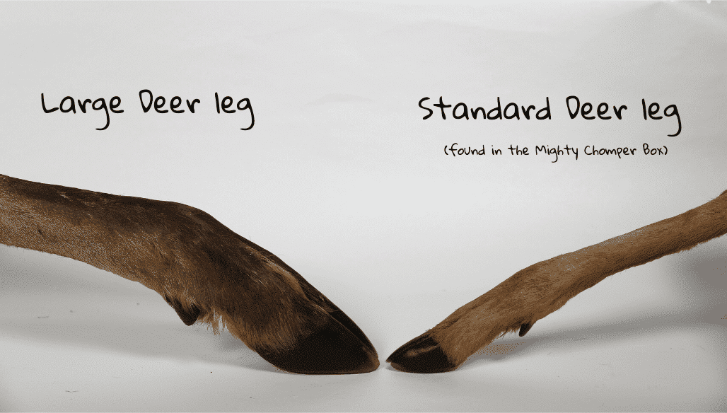 Deer leg with fur LARGE