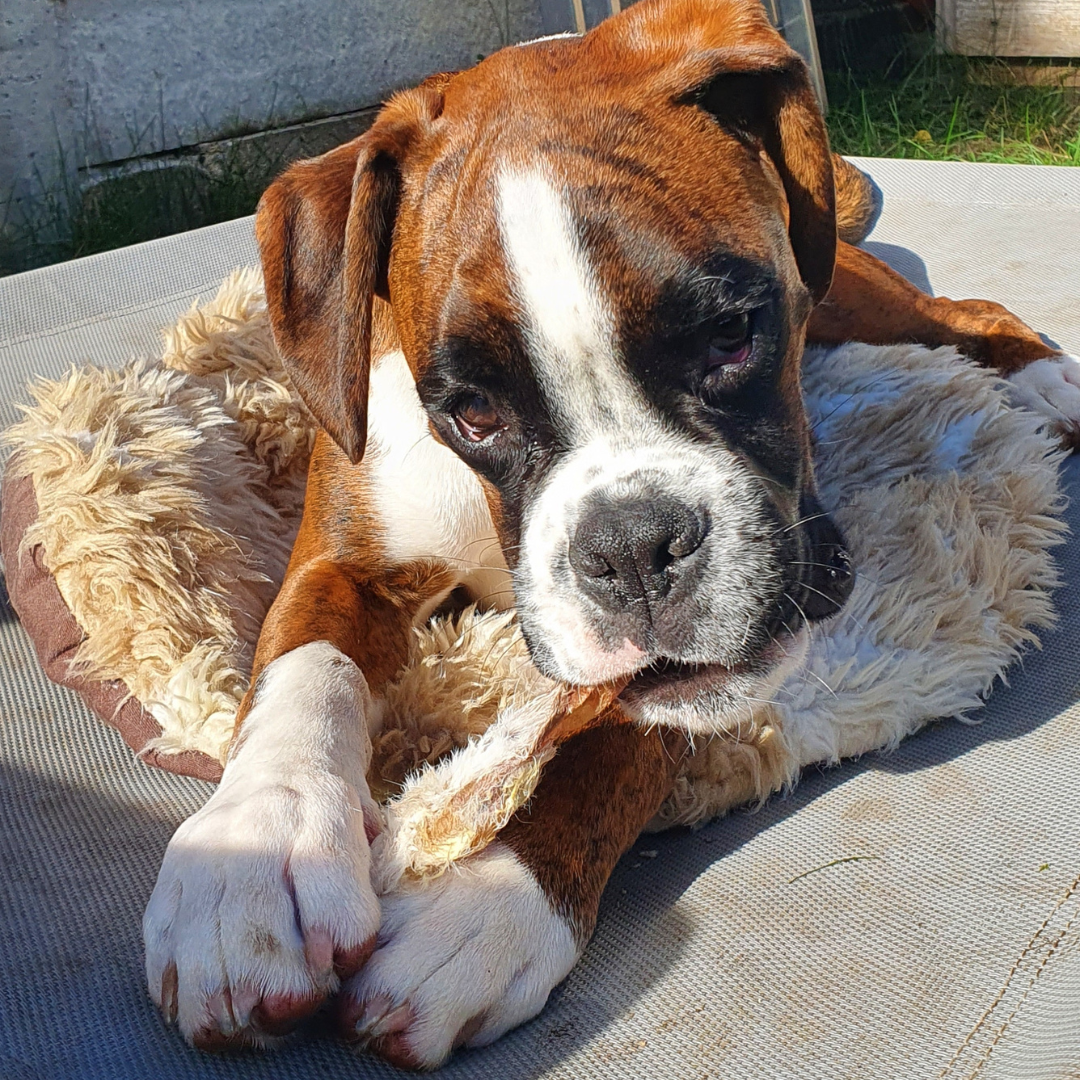 Easy Chomper Box® - Variety Dog Treats