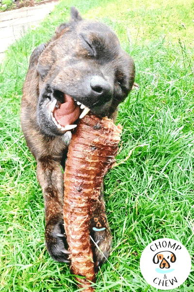 Trachea Dog Chew