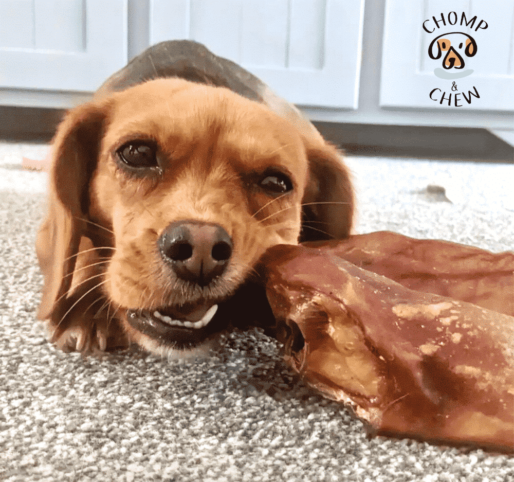 Pig Ears
