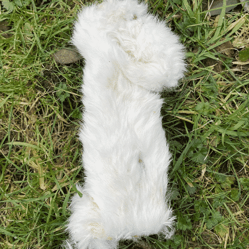 Rabbit Skin with Fur - Chomp & Chew