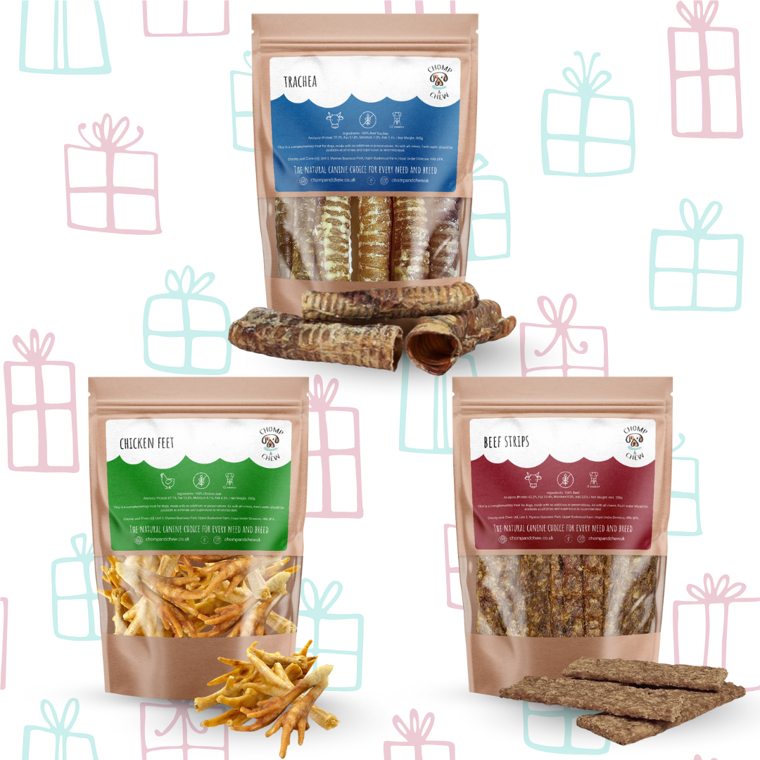 Senior Christmas Bundle